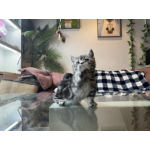 曼基美短小短腿